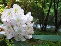 rhododendron