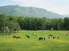 horses