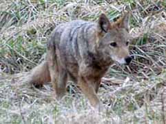 coyote