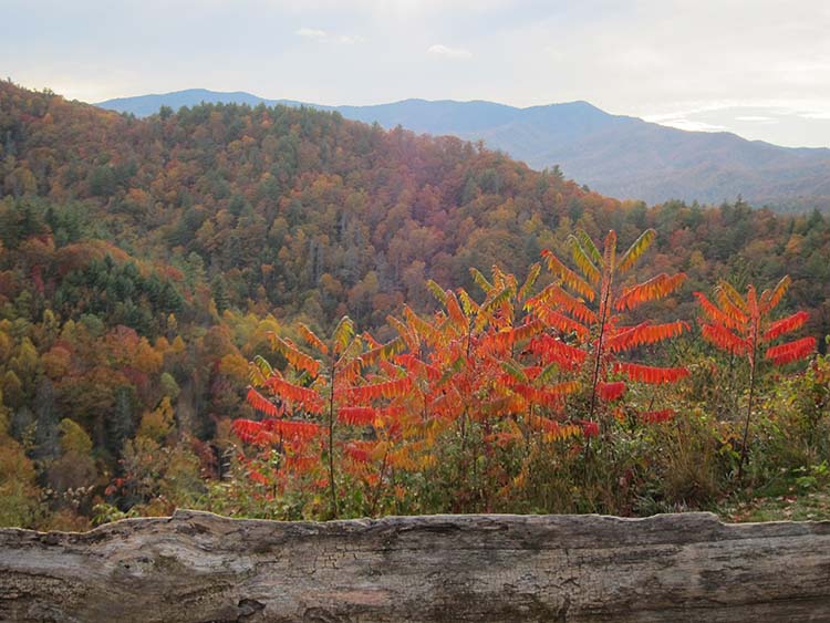 Cataloochee Overlook