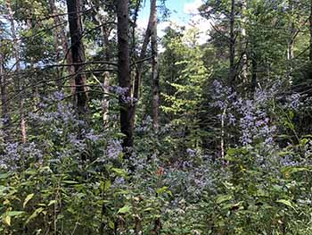 roaring fork motor nature trail