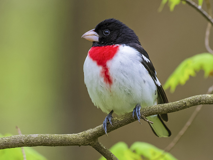 rose breasted grosbeak