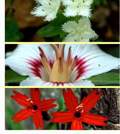 spring wildflower pilgrimage